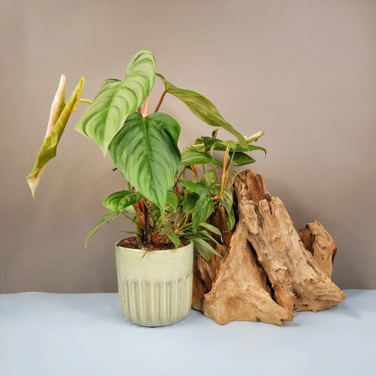 PHILODENDRON FUZZY PETIOLE online bestellen bei potflourri