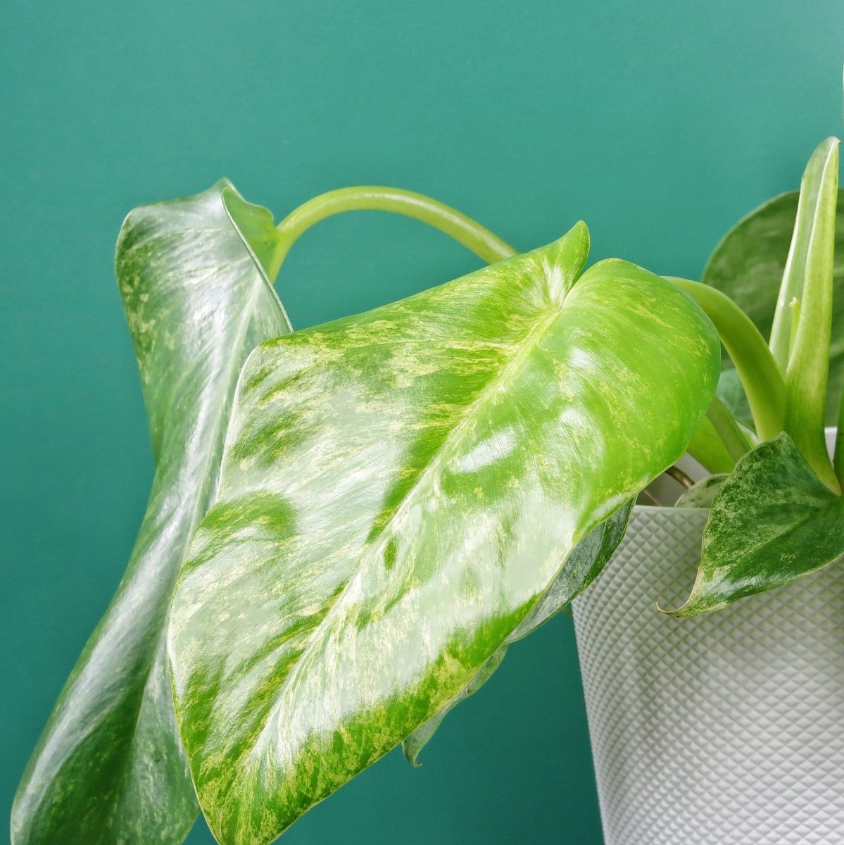 PHILODENDRON GIGANTUM VARIEGATA online bestellen bei potflourri