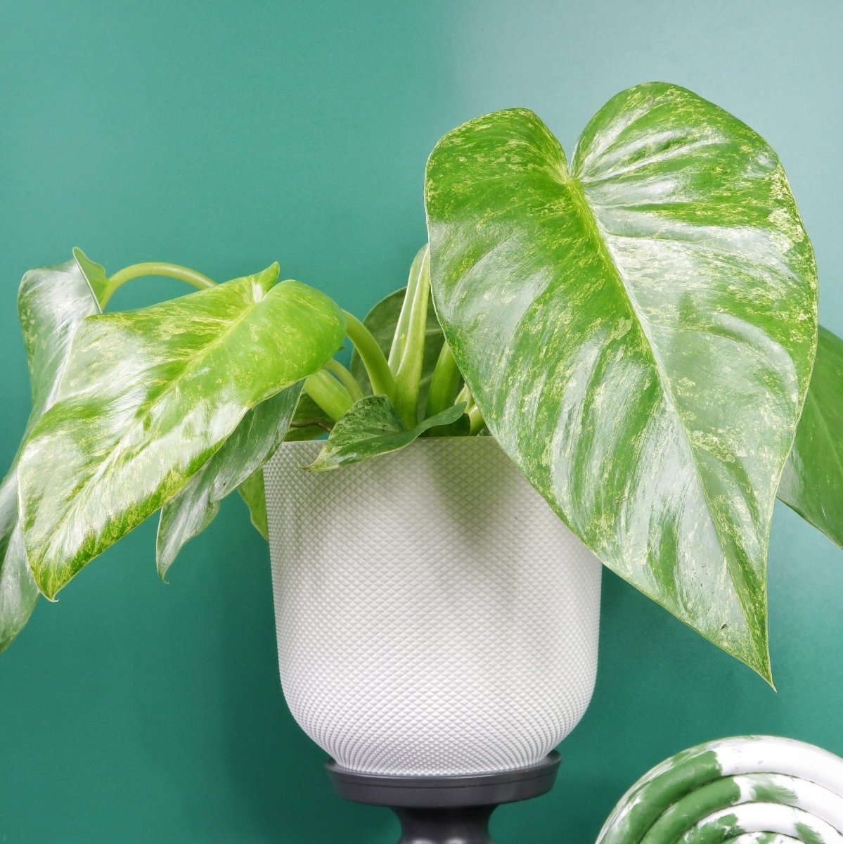 PHILODENDRON GIGANTUM VARIEGATA online bestellen bei potflourri