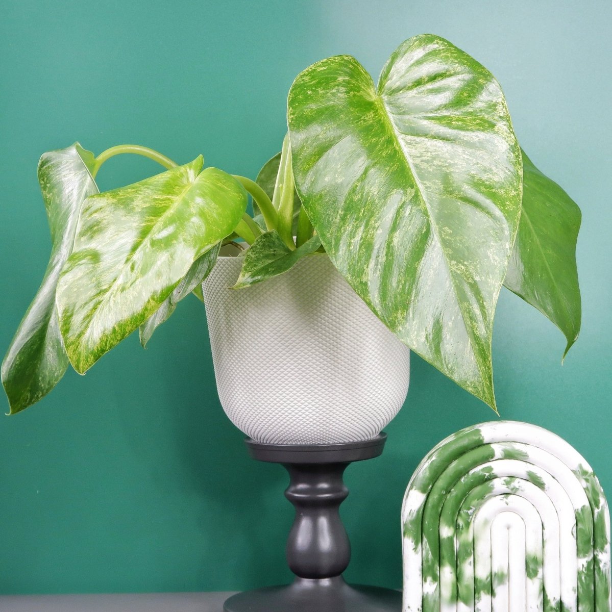 PHILODENDRON GIGANTUM VARIEGATA online bestellen bei potflourri