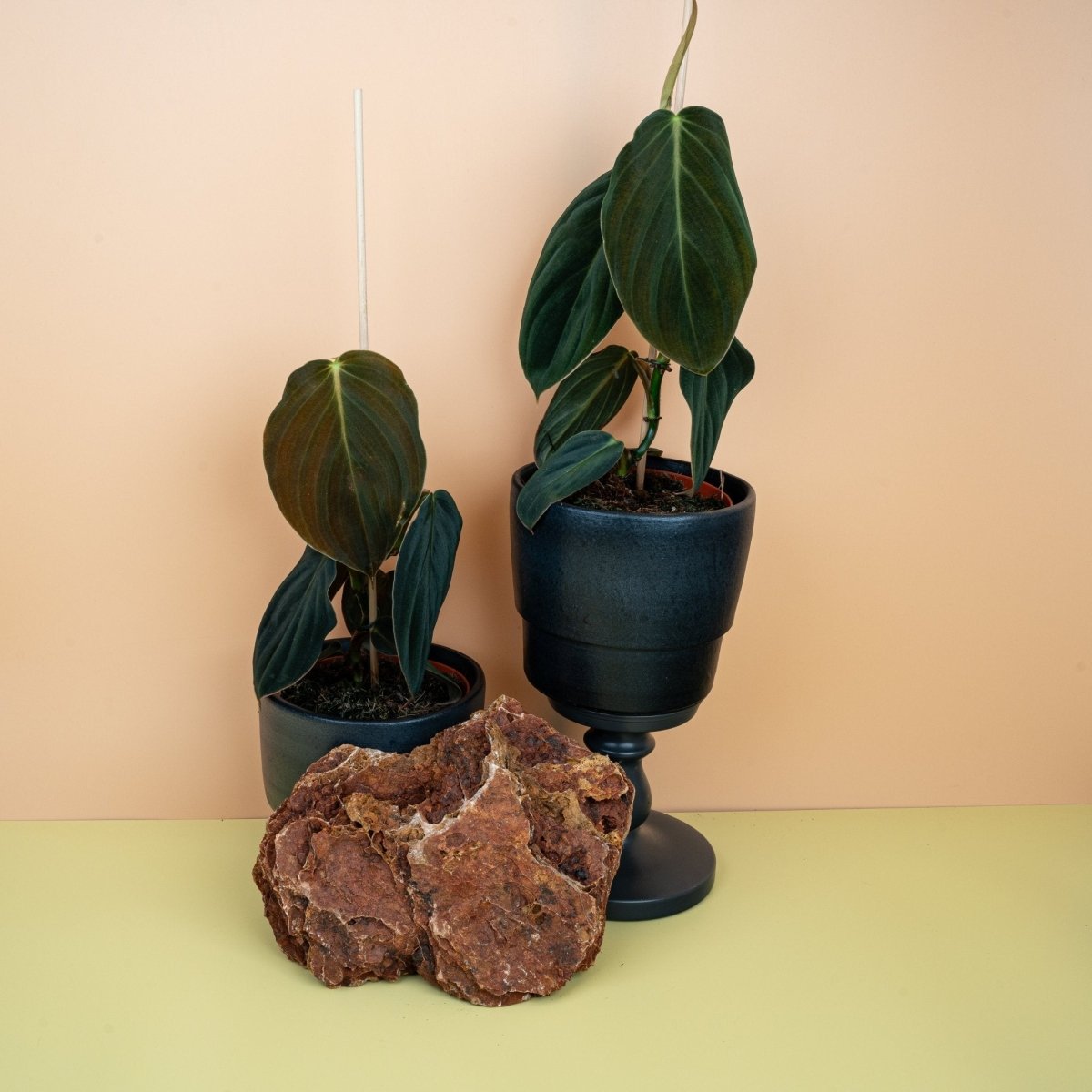 philodendron gigas kaufen PHILODENDRON GIGAS online kaufen bei potflourri