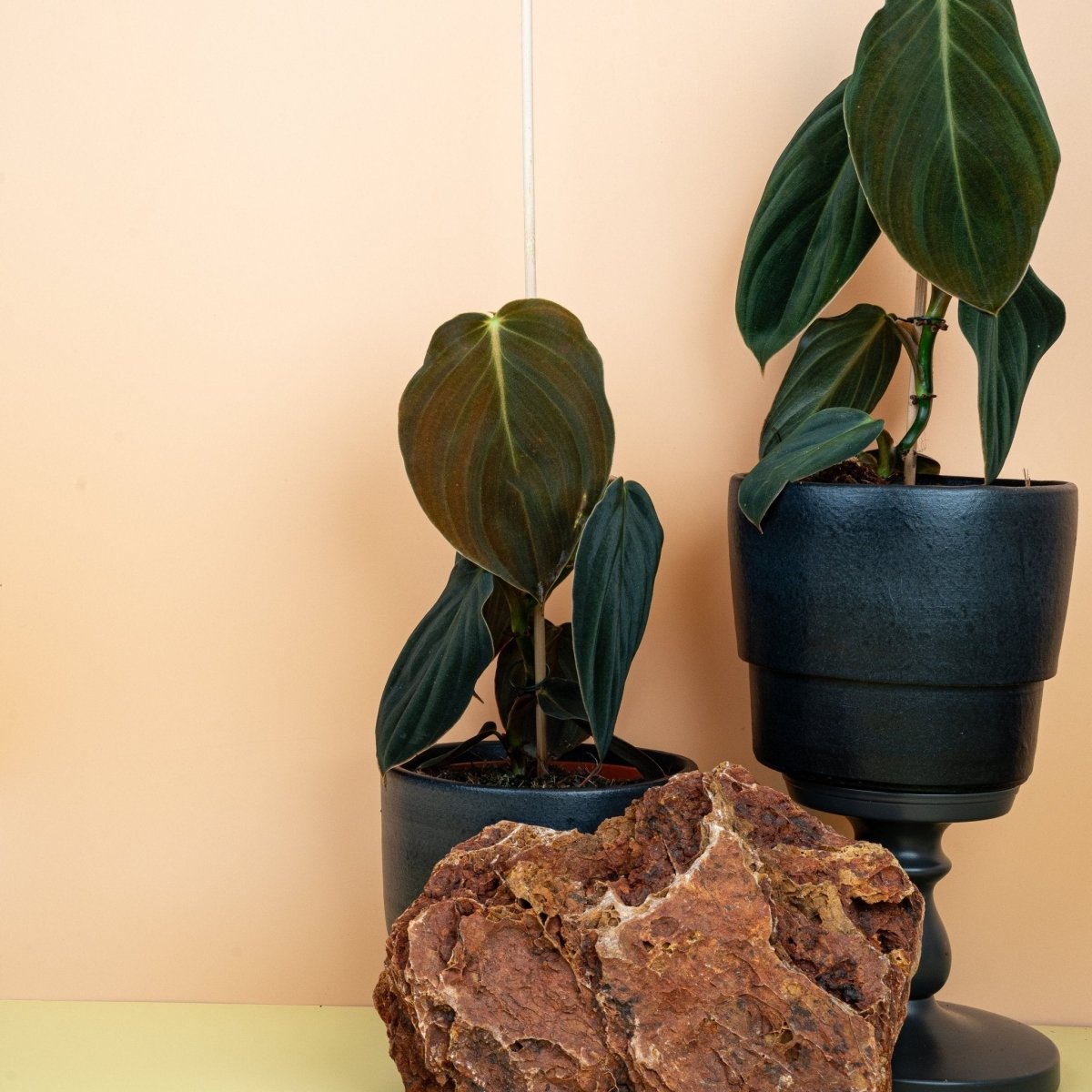 PHILODENDRON GIGAS online bestellen bei potflourri