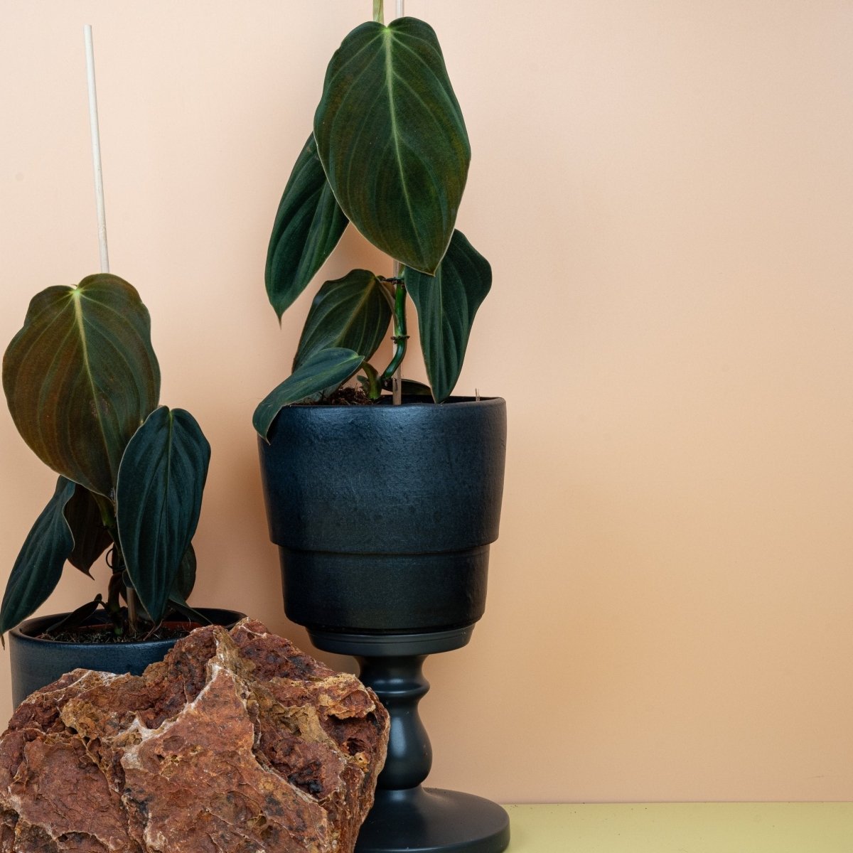 PHILODENDRON GIGAS online bestellen bei potflourri