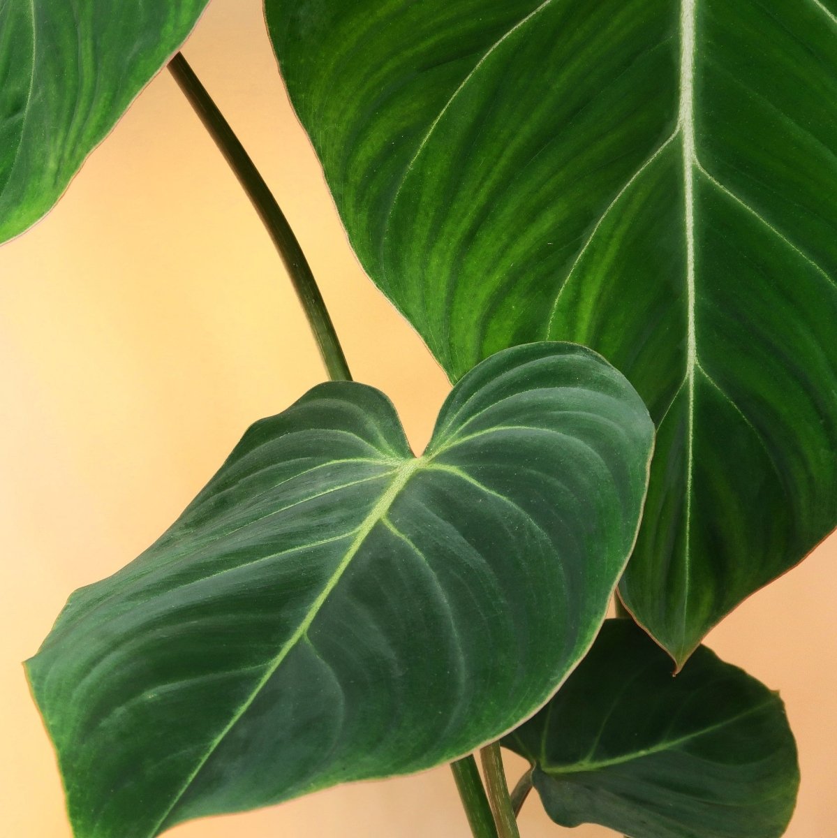 philodendron gloriosum kaufen PHILODENDRON GLORIOSUM online kaufen bei potflourri