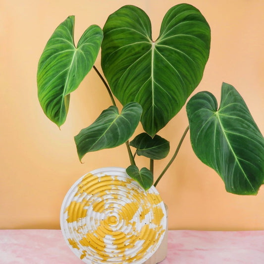 PHILODENDRON GLORIOSUM online bestellen bei potflourri