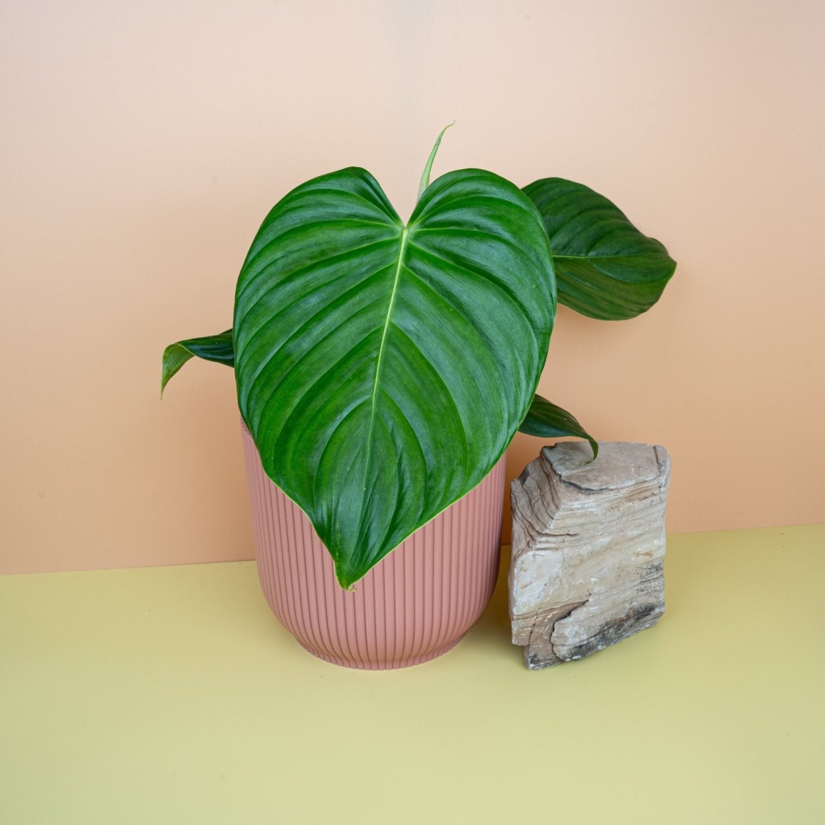 philodendron grandipes PHILODENDRON GRANDIPES online kaufen bei potflourri