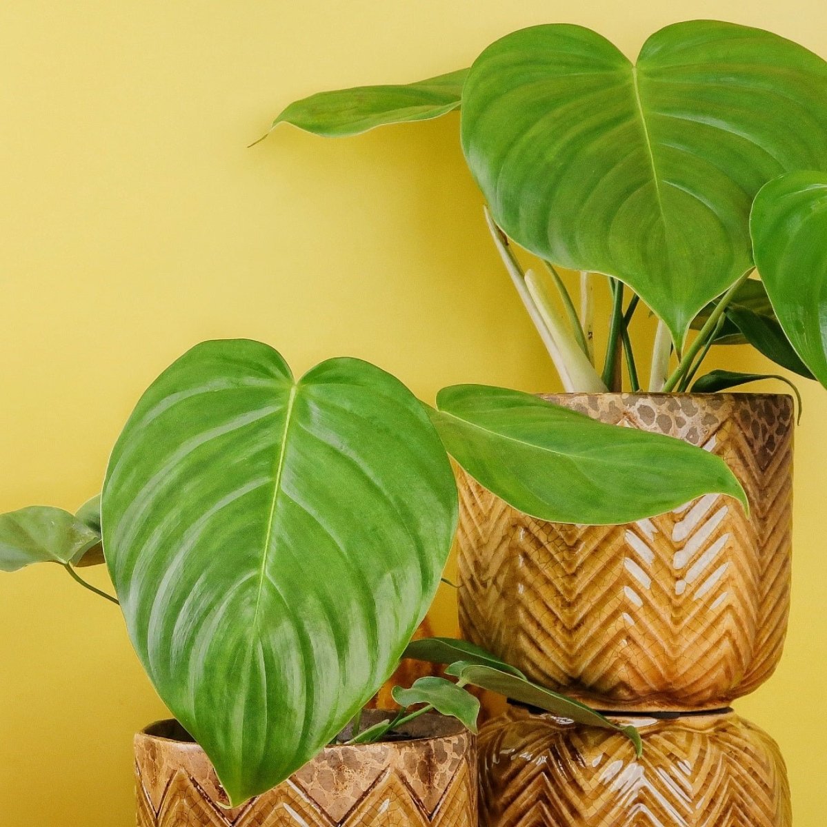 philodendron grandipes PHILODENDRON GRANDIPES online kaufen bei potflourri