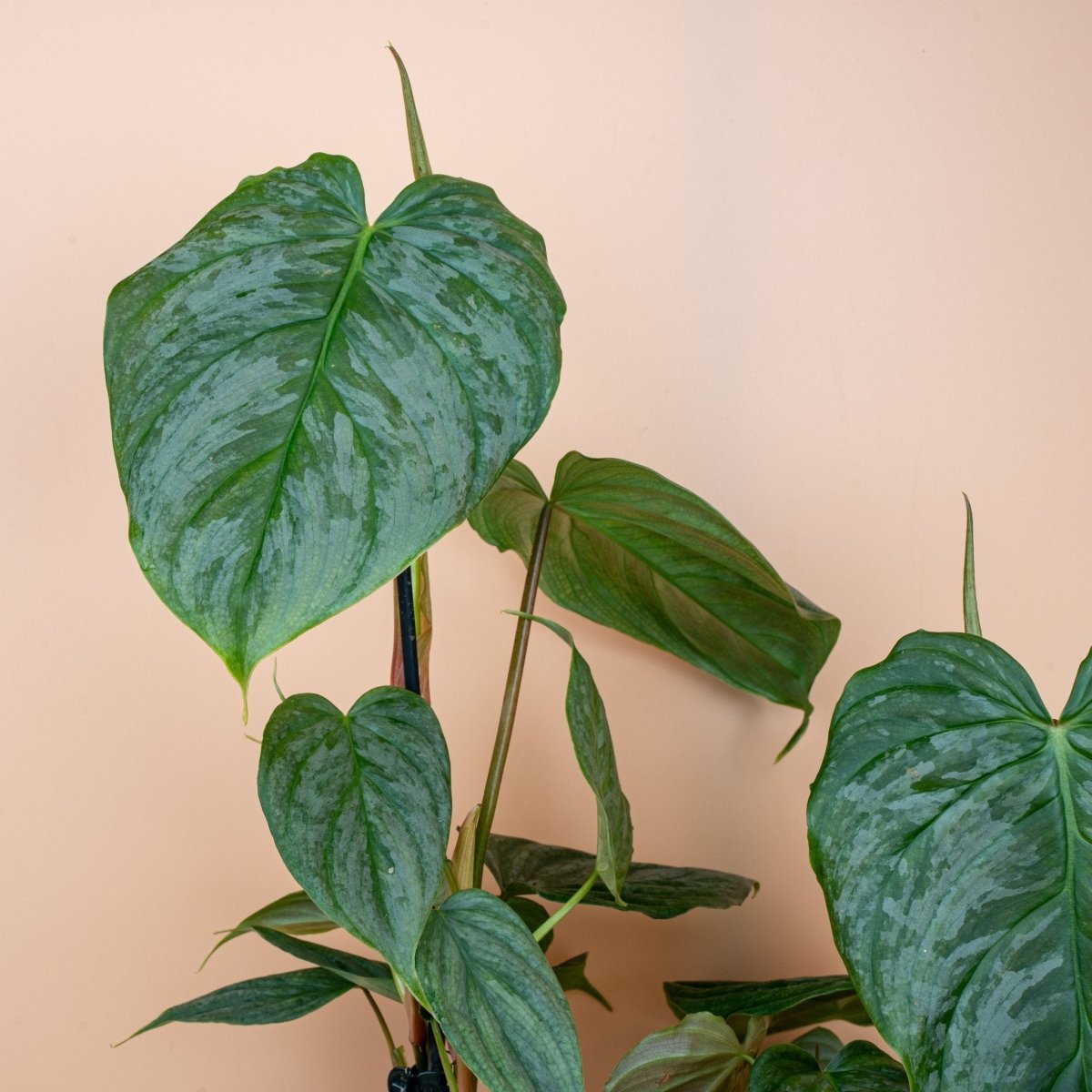 PHILODENDRON MAJESTIC online bestellen bei potflourri