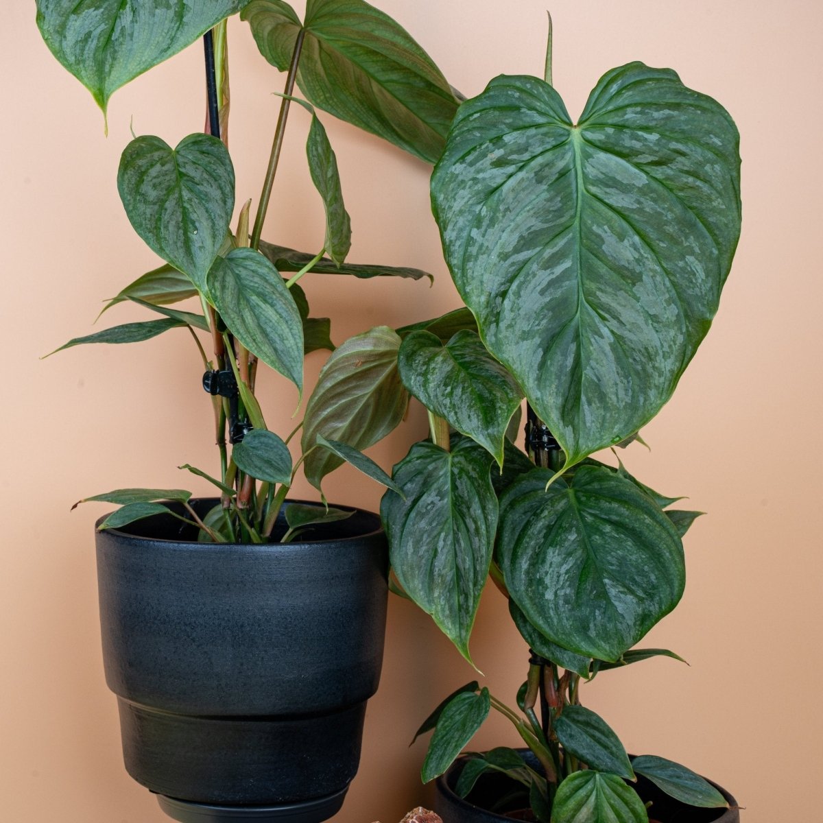 PHILODENDRON MAJESTIC online bestellen bei potflourri