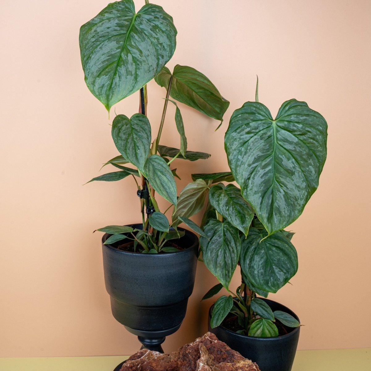 PHILODENDRON MAJESTIC online bestellen bei potflourri