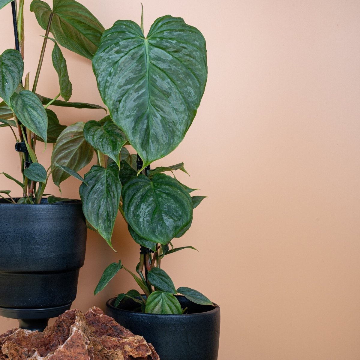 PHILODENDRON MAJESTIC online bestellen bei potflourri