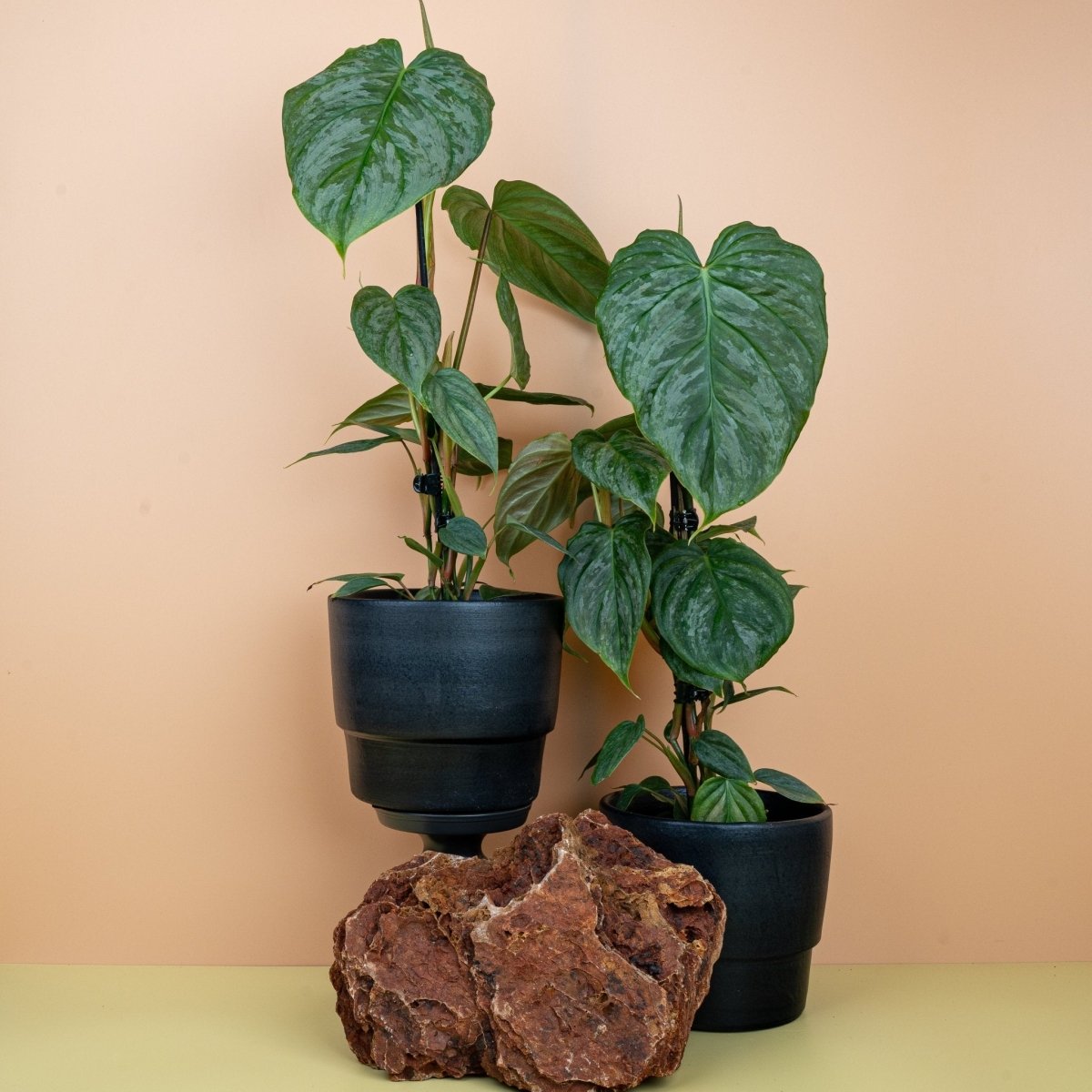 PHILODENDRON MAJESTIC online bestellen bei potflourri