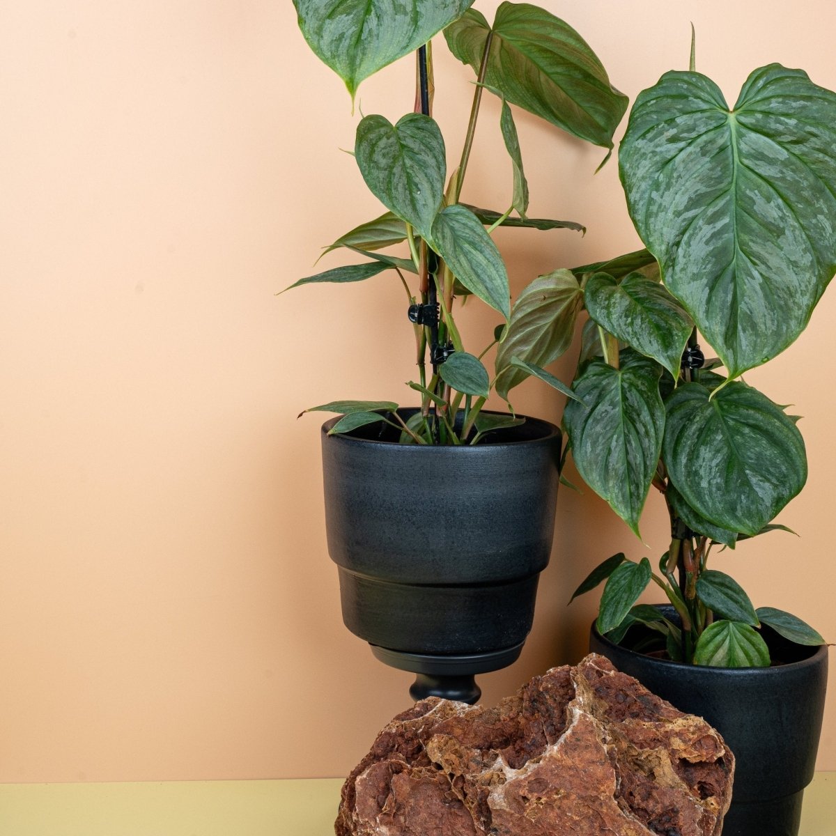 PHILODENDRON MAJESTIC online bestellen bei potflourri