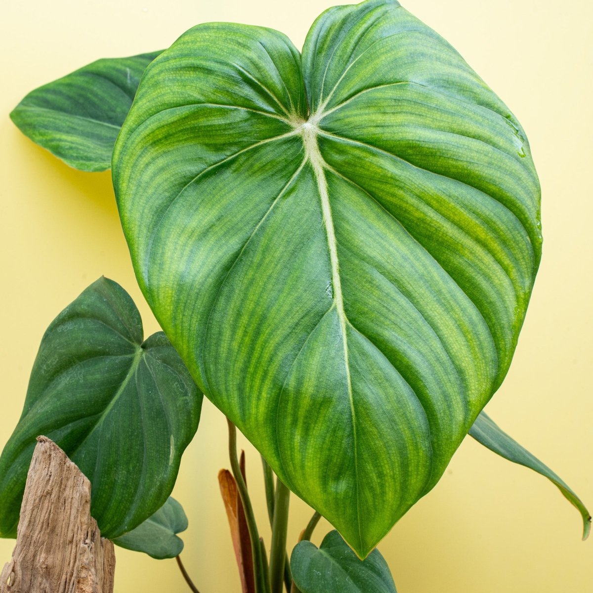 PHILODENDRON MCDOWELL online bestellen bei potflourri