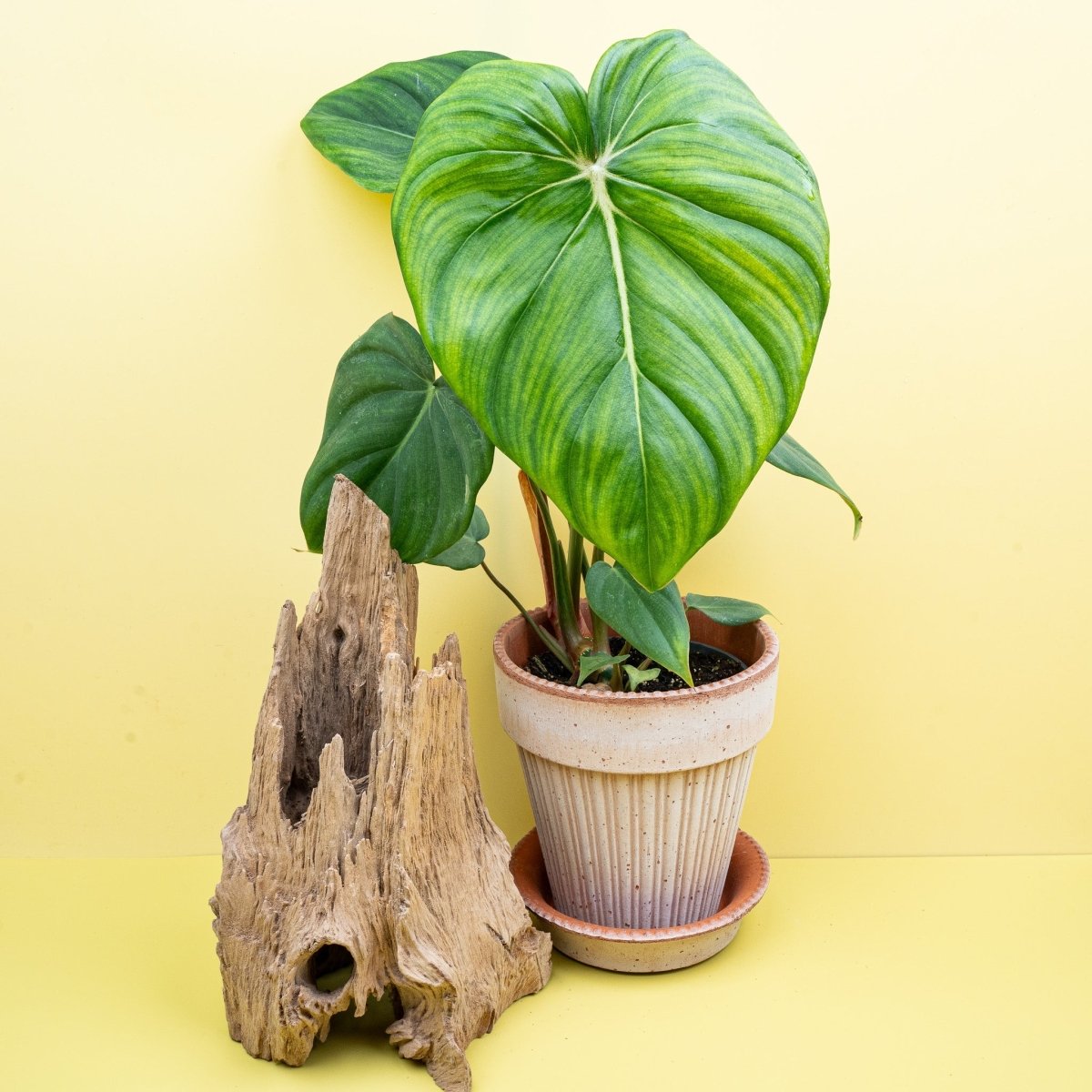 PHILODENDRON MCDOWELL online bestellen bei potflourri