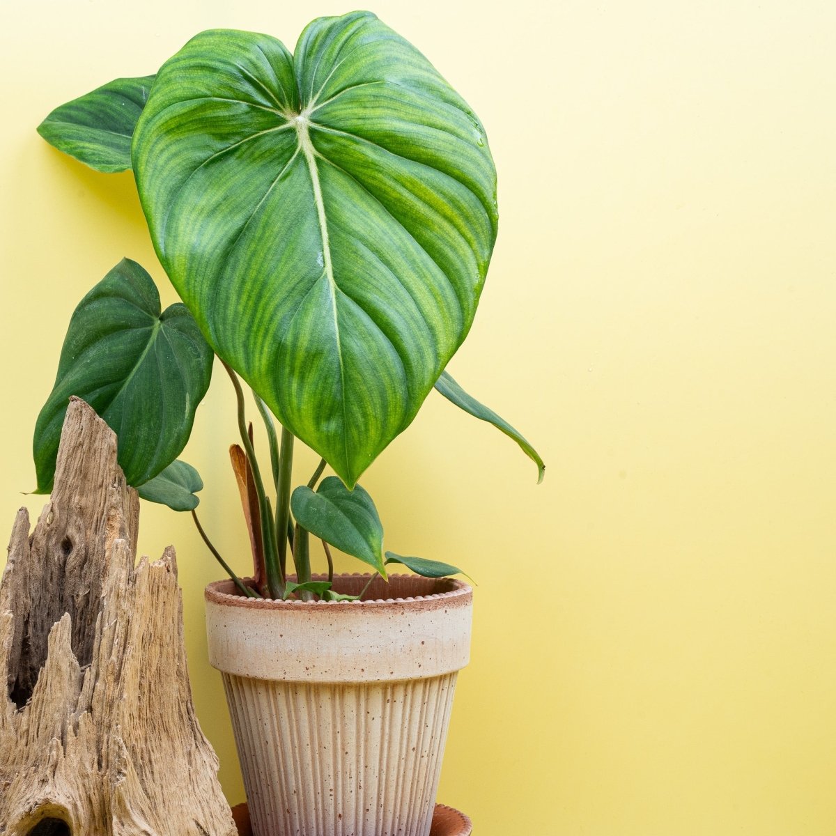 PHILODENDRON MCDOWELL online bestellen bei potflourri