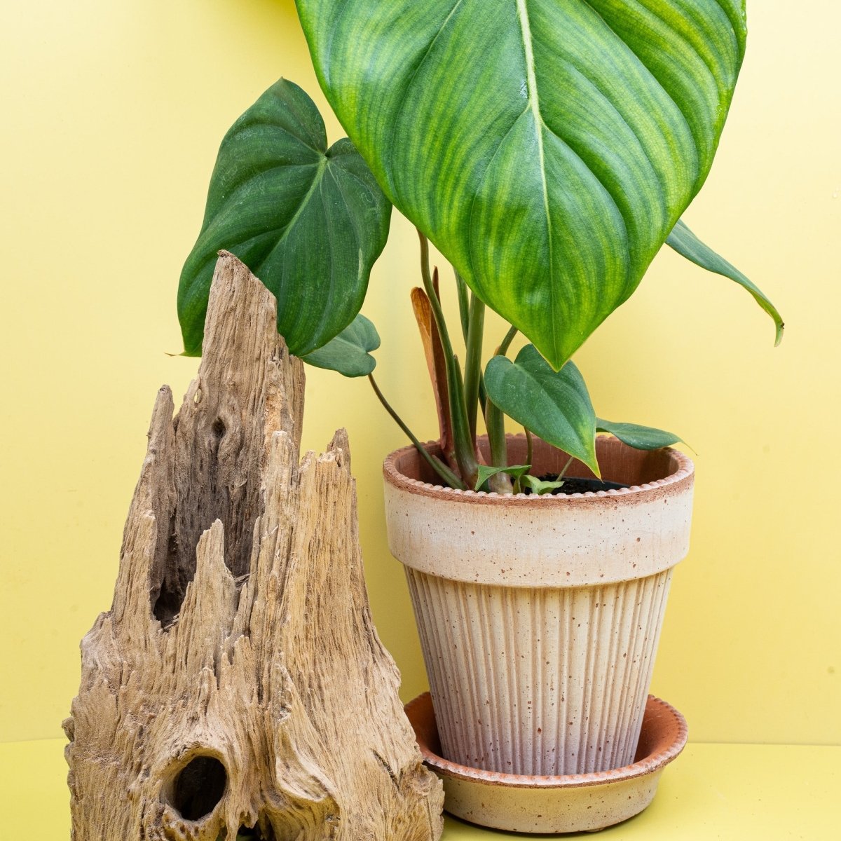 PHILODENDRON MCDOWELL online bestellen bei potflourri