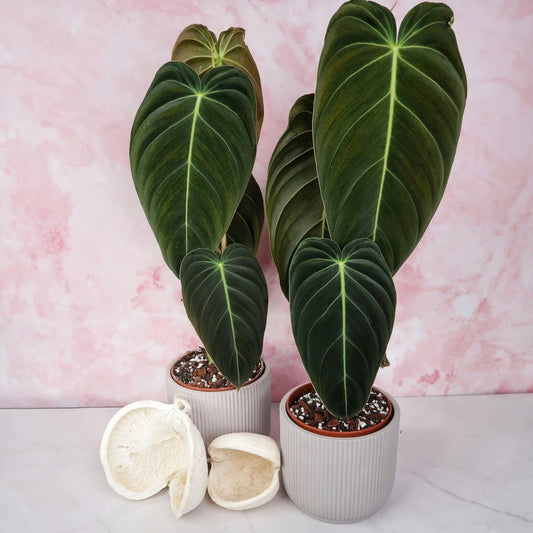 PHILODENDRON MELANOCHRYSUM online bestellen bei potflourri