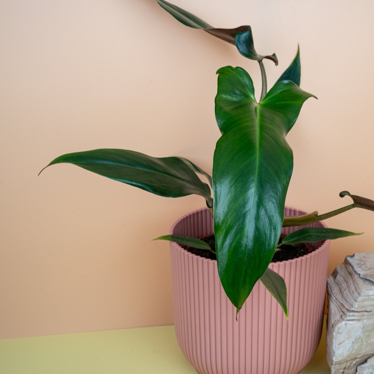 PHILODENDRON MEXICANUM online bestellen bei potflourri