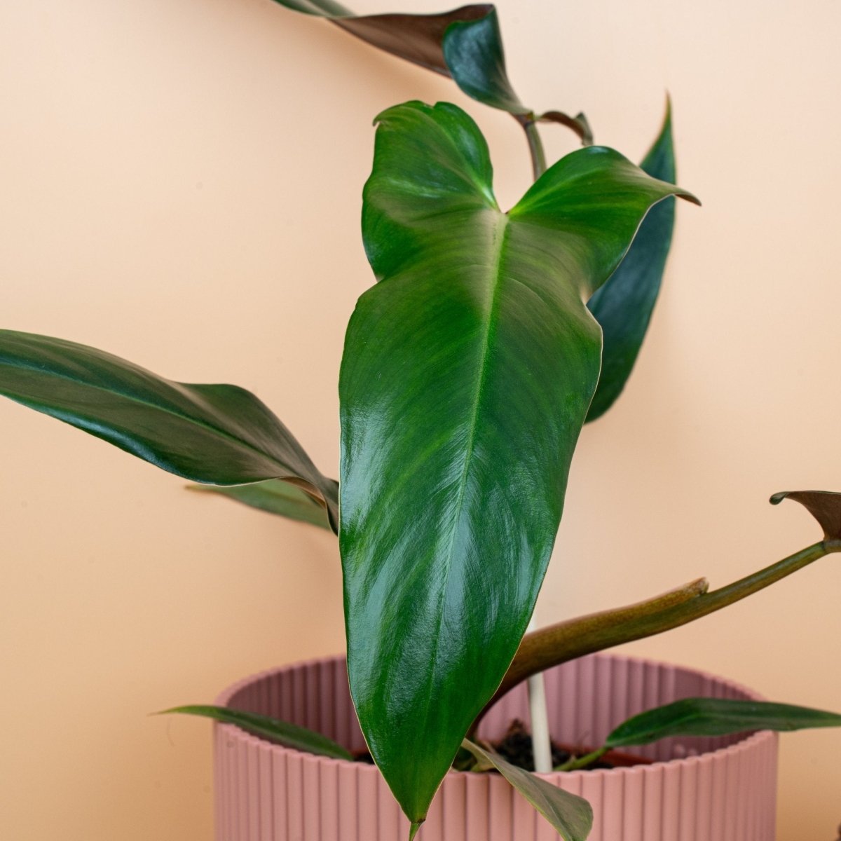 PHILODENDRON MEXICANUM online bestellen bei potflourri