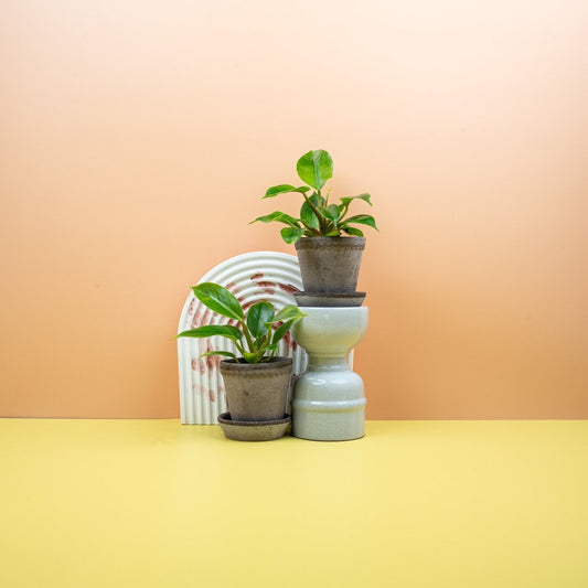 PHILODENDRON MOONLIGHT online bestellen bei potflourri