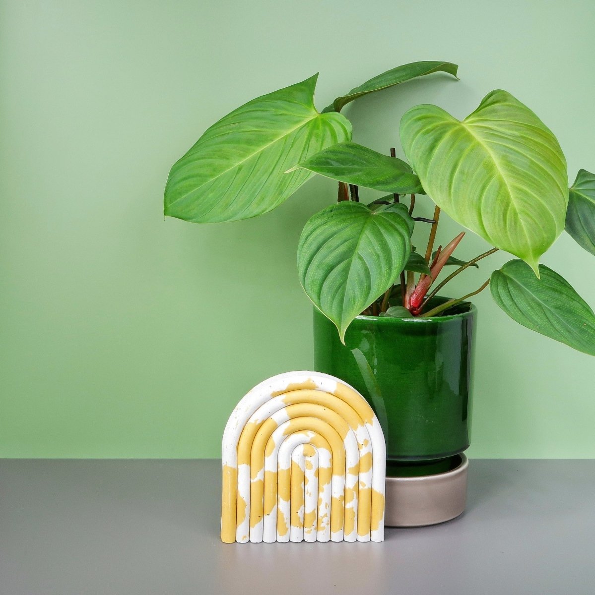 PHILODENDRON NANGARITENSE online bestellen bei potflourri