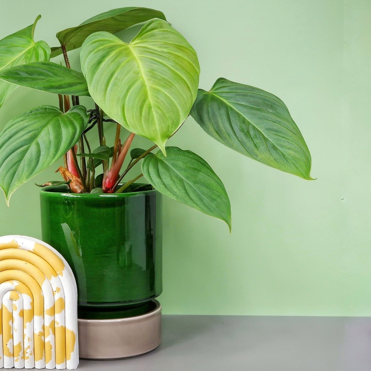 PHILODENDRON NANGARITENSE online bestellen bei potflourri