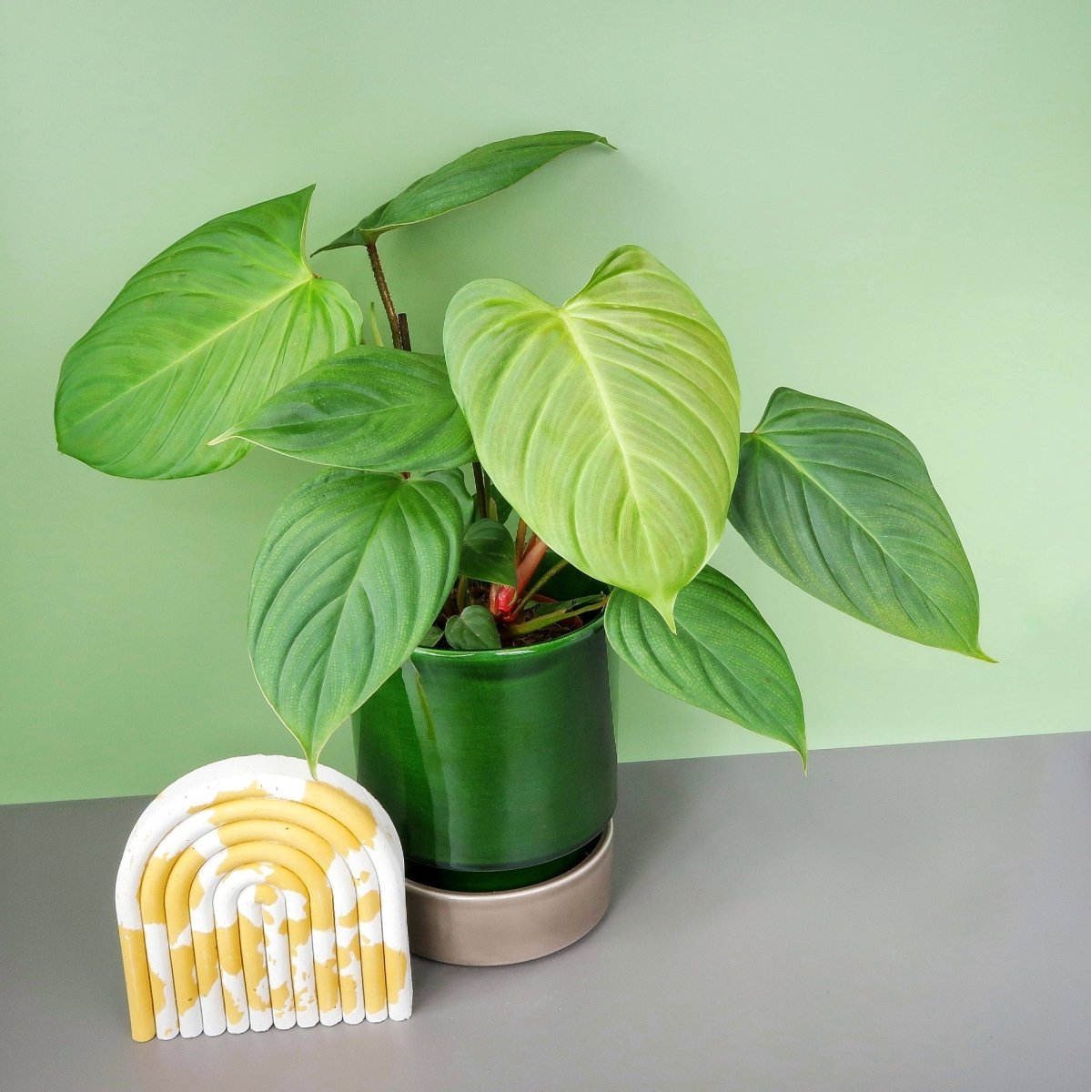 PHILODENDRON NANGARITENSE online bestellen bei potflourri