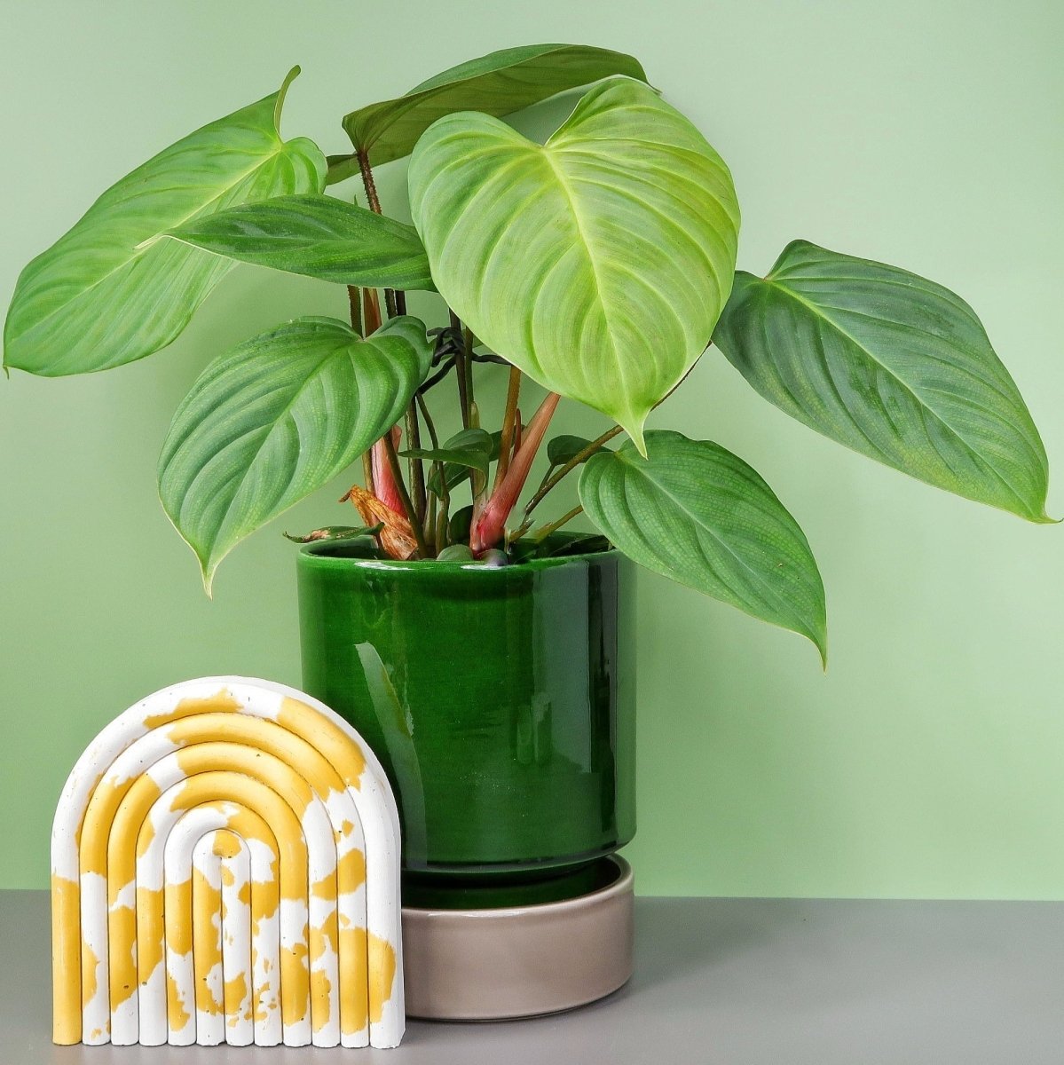 PHILODENDRON NANGARITENSE online bestellen bei potflourri