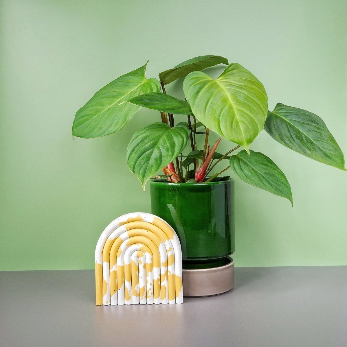 PHILODENDRON NANGARITENSE online bestellen bei potflourri