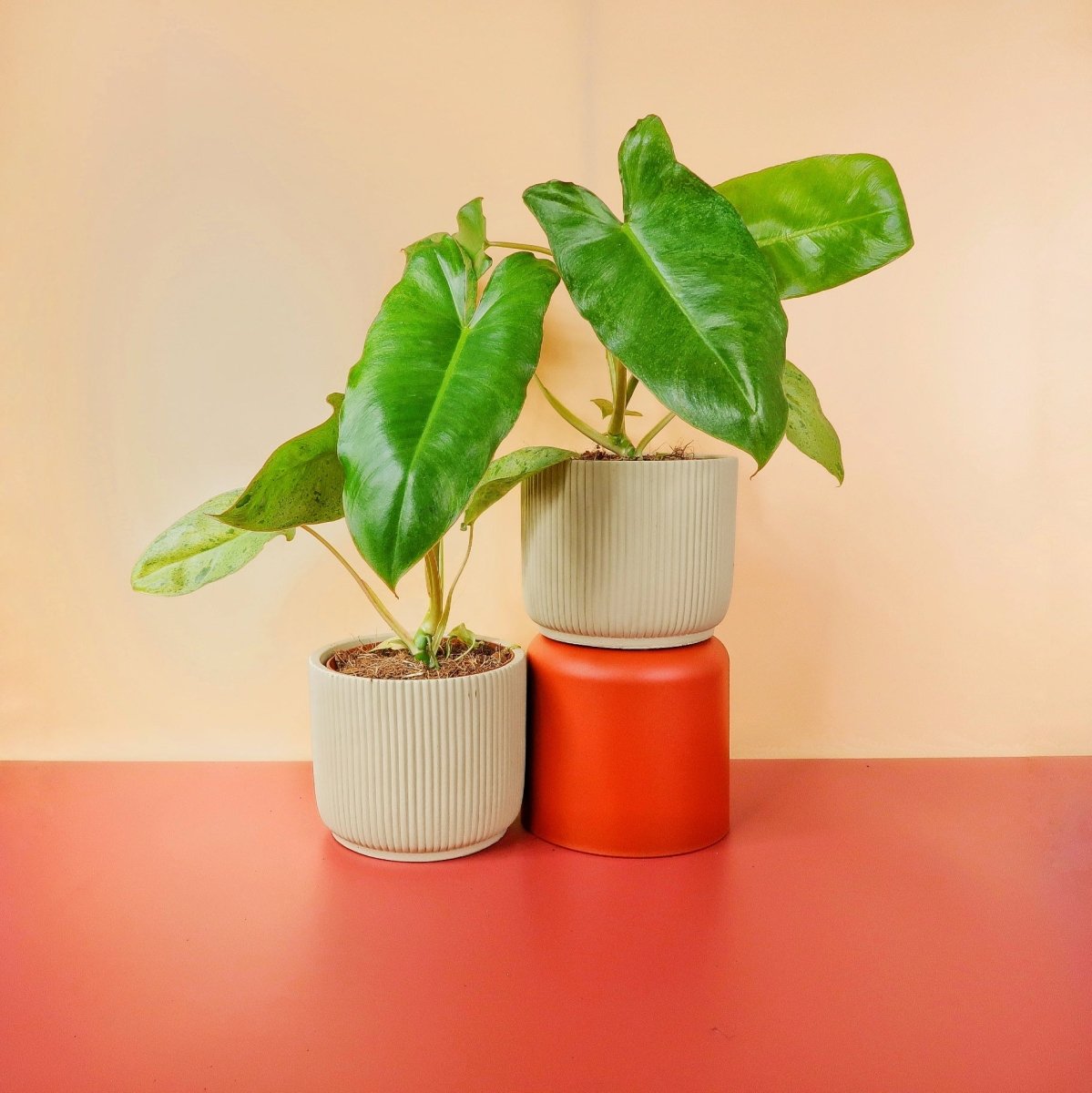 PHILODENDRON PARAISO VERDE online bestellen bei potflourri