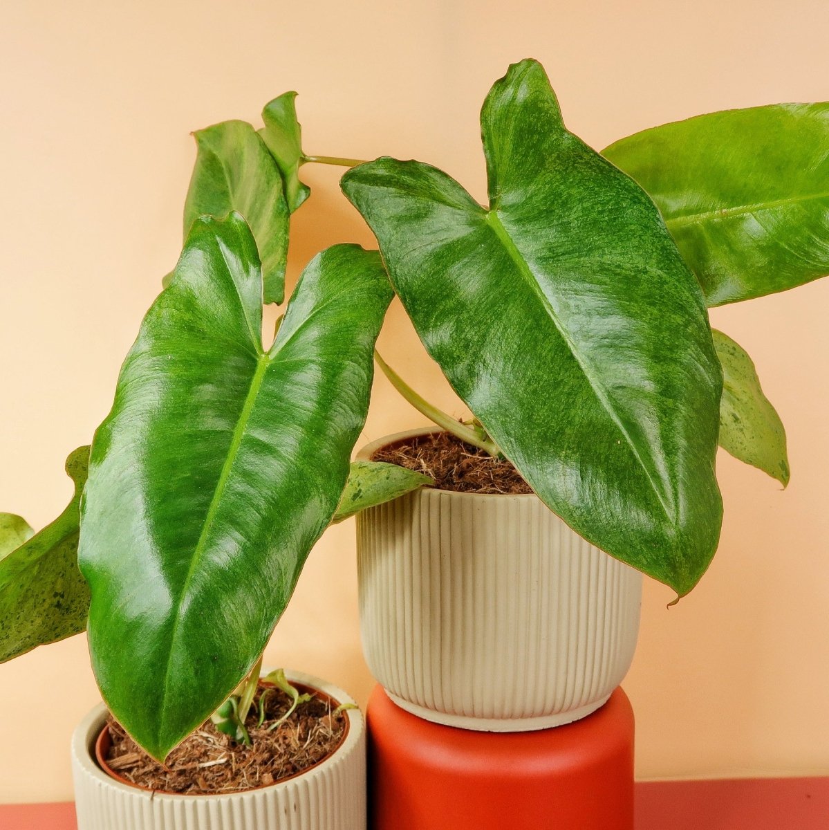 PHILODENDRON PARAISO VERDE online bestellen bei potflourri