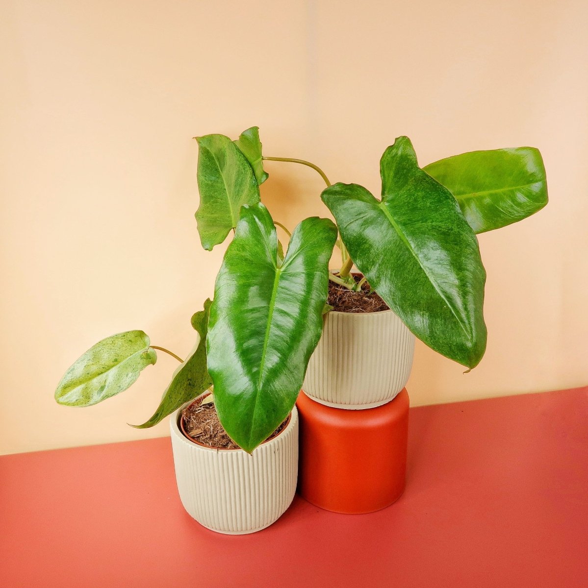 PHILODENDRON PARAISO VERDE online bestellen bei potflourri