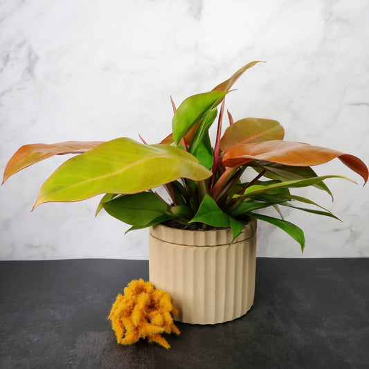 PHILODENDRON PRINCE OF ORANGE online bestellen bei potflourri