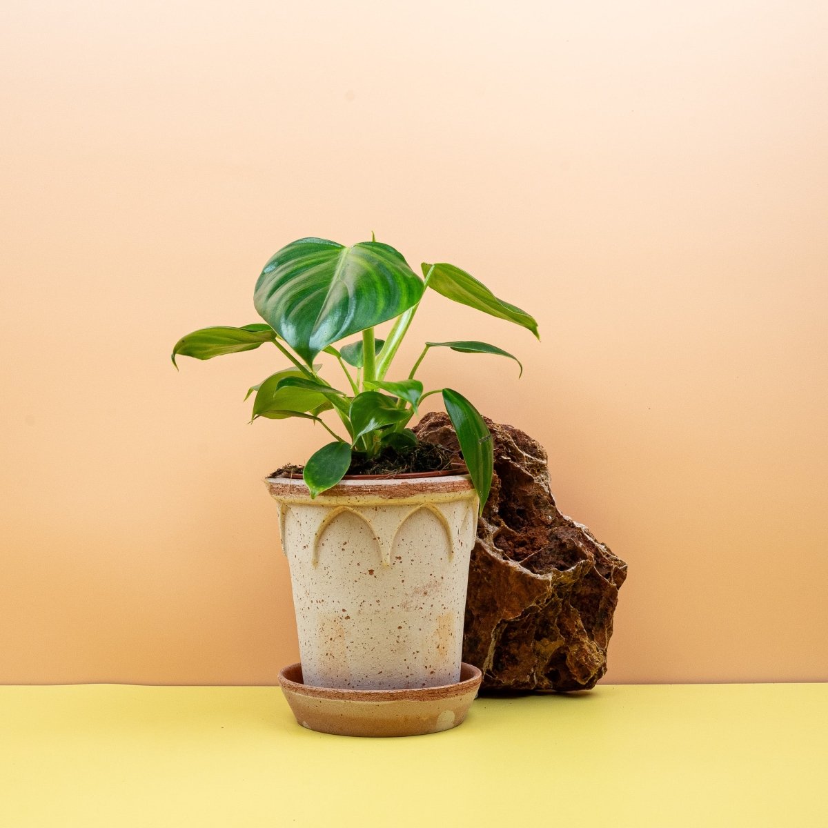 philodendron pittieri PHILODENDRON PITTIERI online kaufen bei potflourri