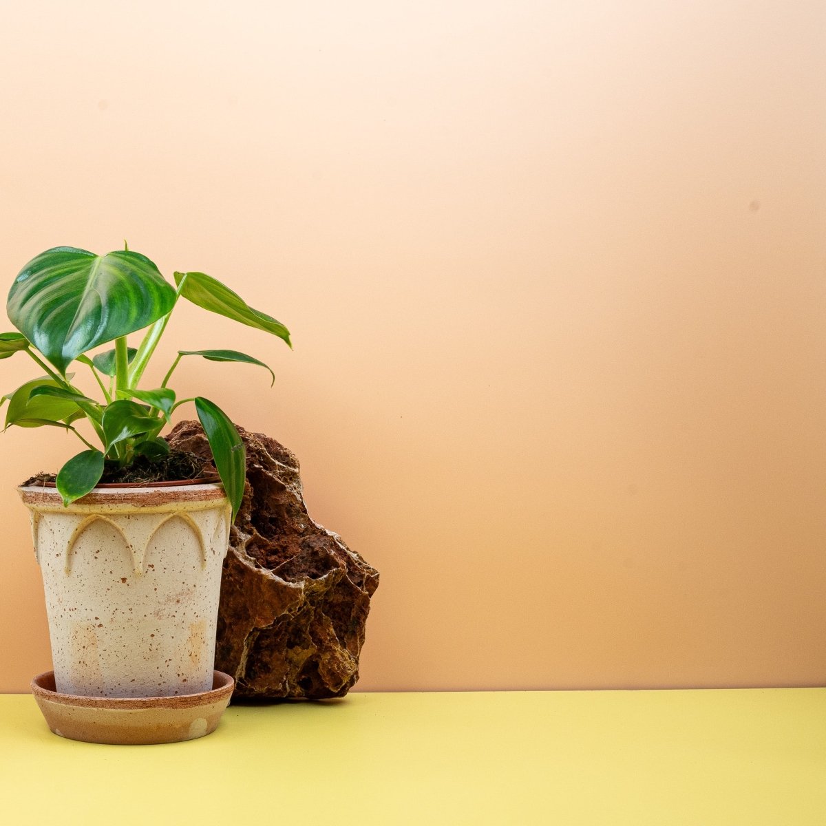 philodendron pittieri PHILODENDRON PITTIERI online kaufen bei potflourri