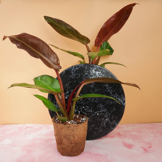 PHILODENDRON RED SUN online bestellen bei potflourri