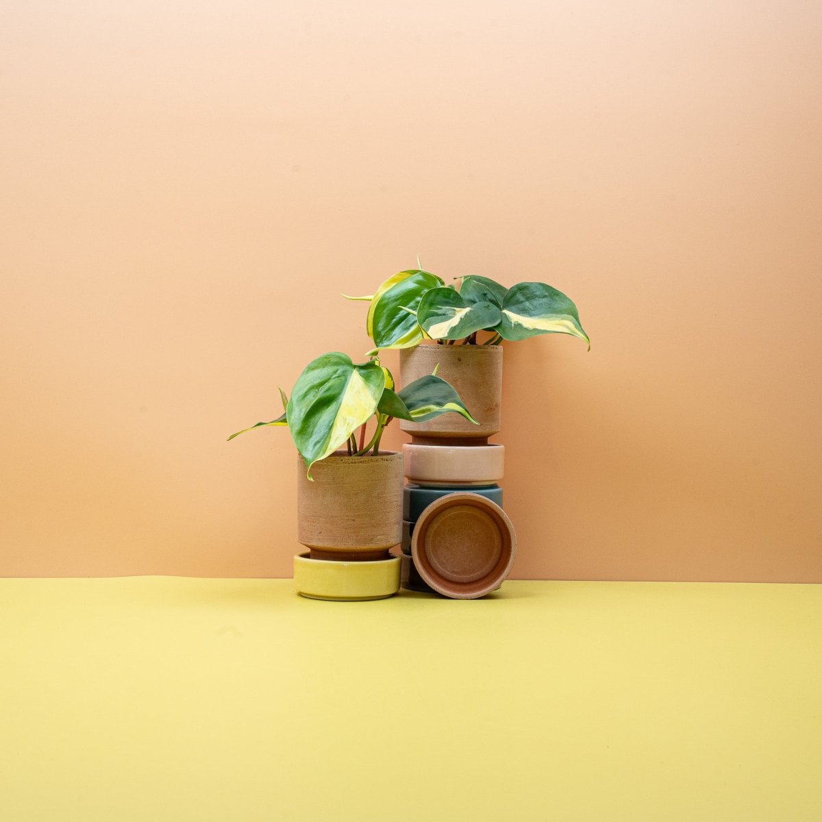 PHILODENDRON SCANDENS BRASIL online kaufen bei potflourri