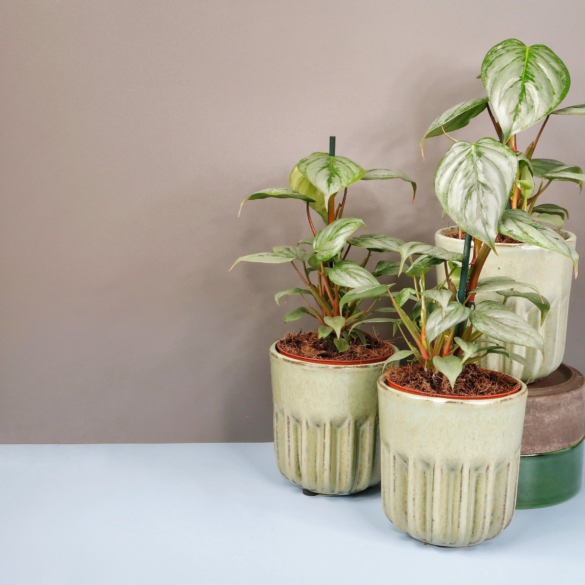 PHILODENDRON SODIROI online bestellen bei potflourri