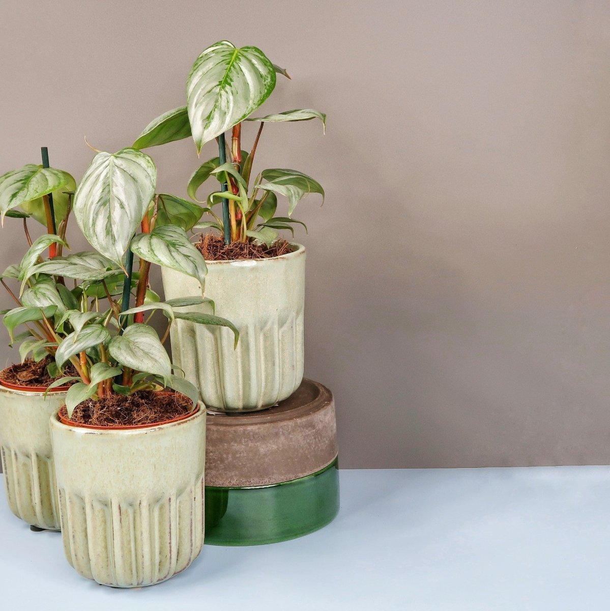 PHILODENDRON SODIROI online bestellen bei potflourri