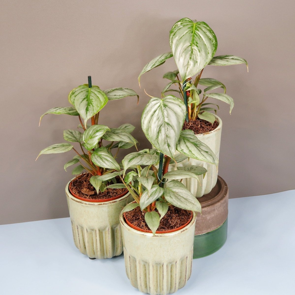 PHILODENDRON SODIROI online bestellen bei potflourri