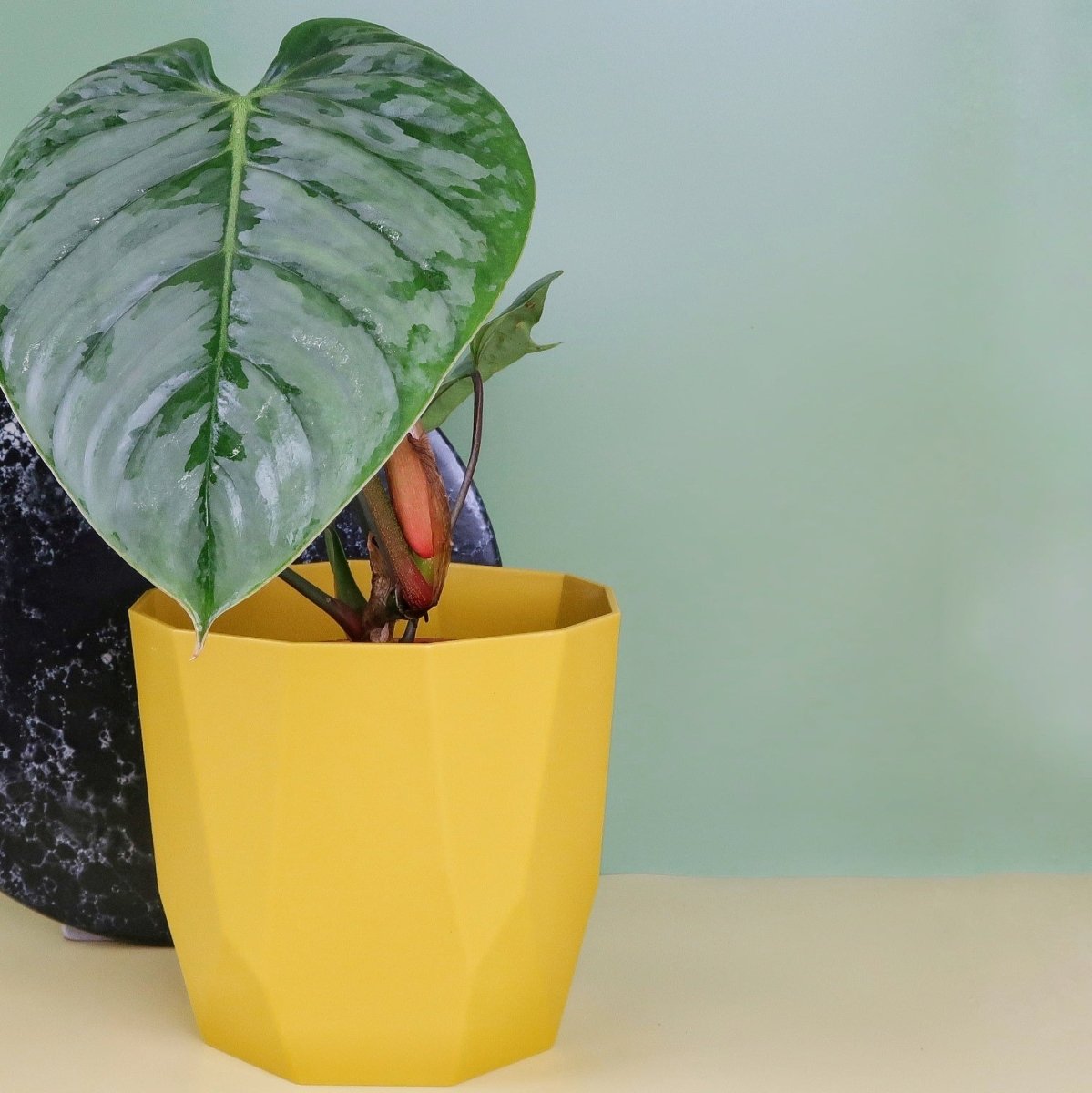 PHILODENDRON SODIROI online bestellen bei potflourri