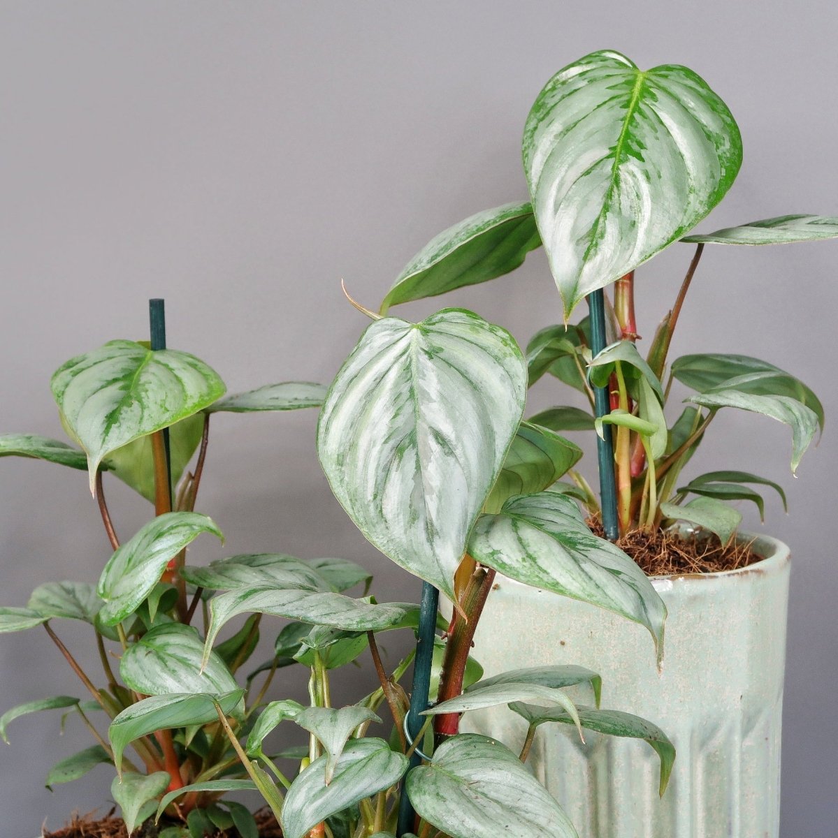 PHILODENDRON SODIROI online bestellen bei potflourri