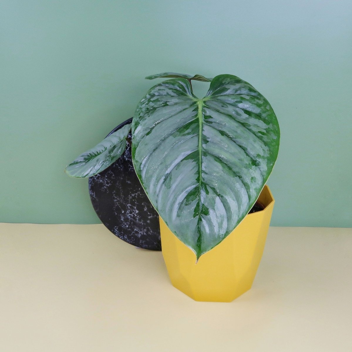 PHILODENDRON SODIROI online bestellen bei potflourri