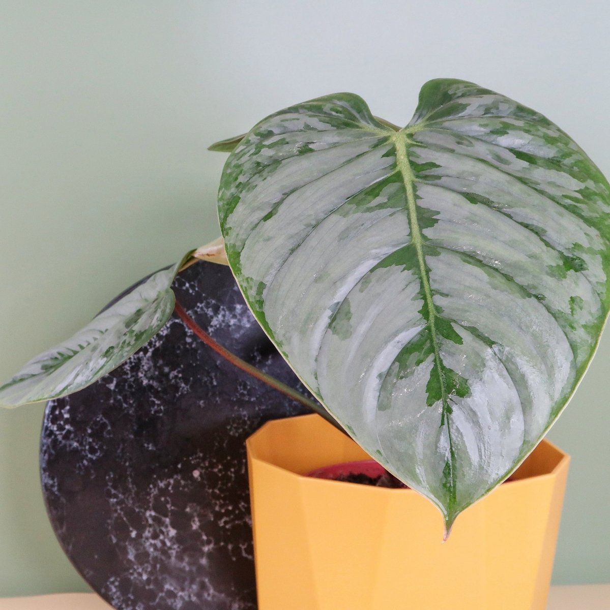 PHILODENDRON SODIROI online bestellen bei potflourri