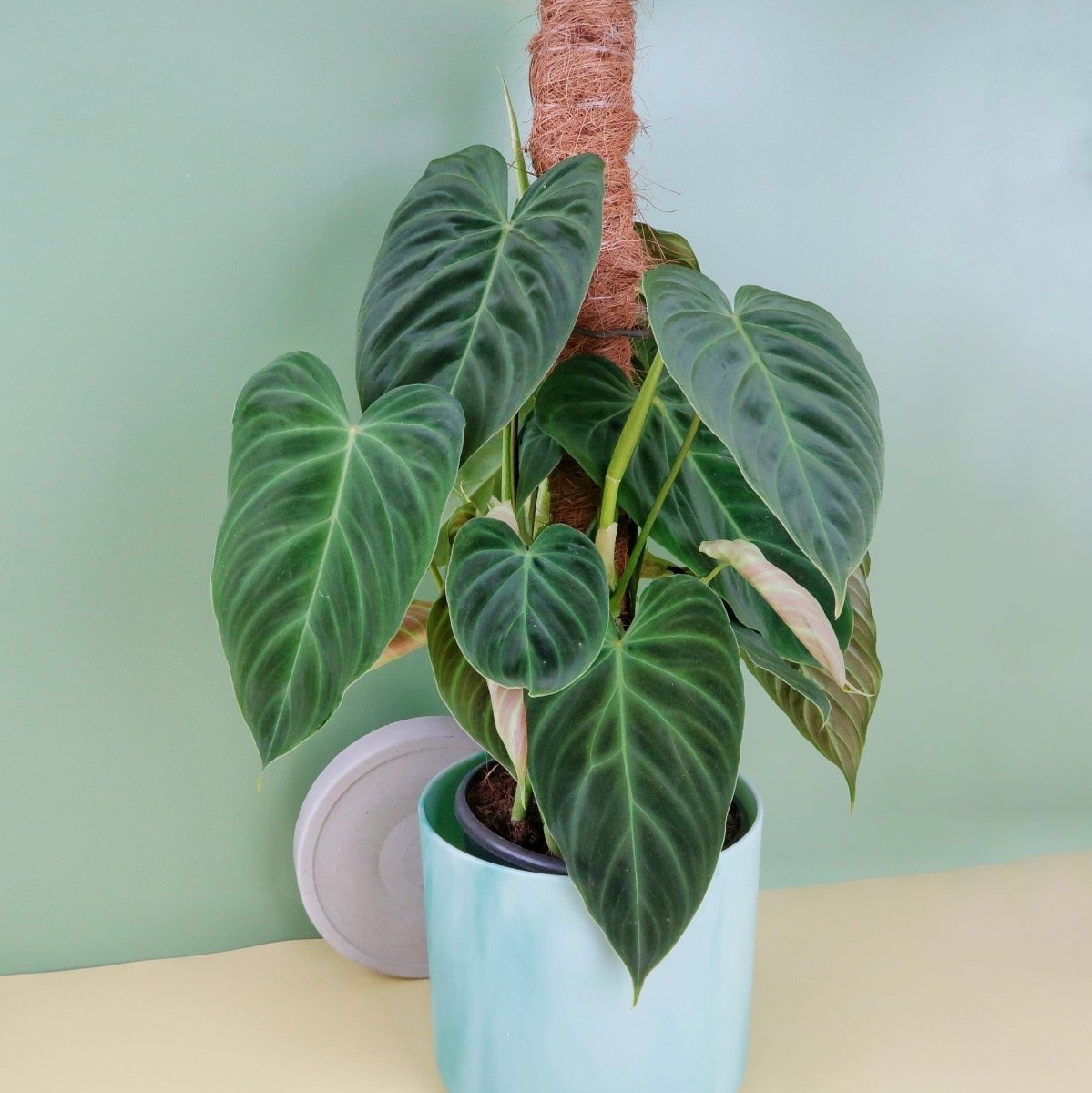 PHILODENDRON SPLENDID online bestellen bei potflourri