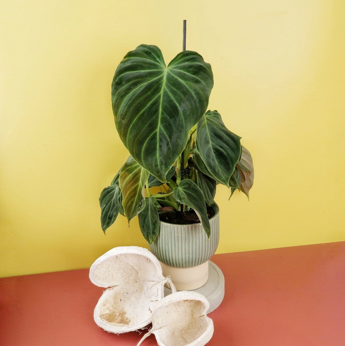 PHILODENDRON SPLENDID online bestellen bei potflourri