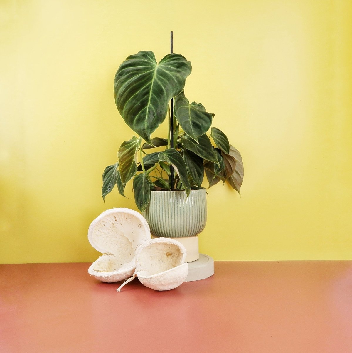 PHILODENDRON SPLENDID online bestellen bei potflourri