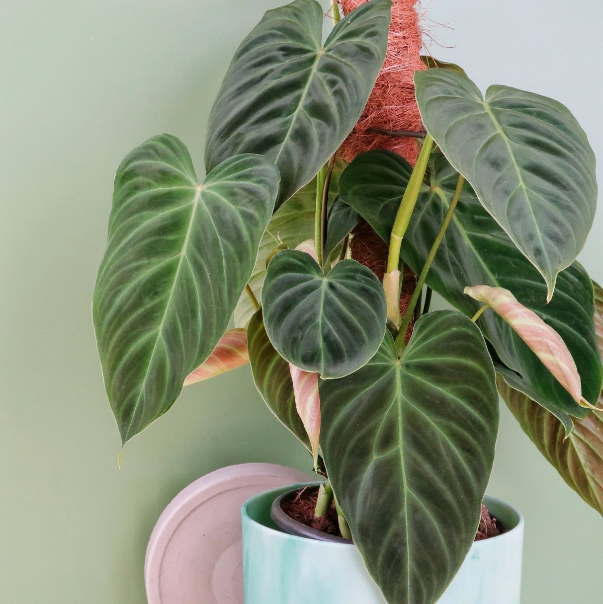 PHILODENDRON SPLENDID online bestellen bei potflourri