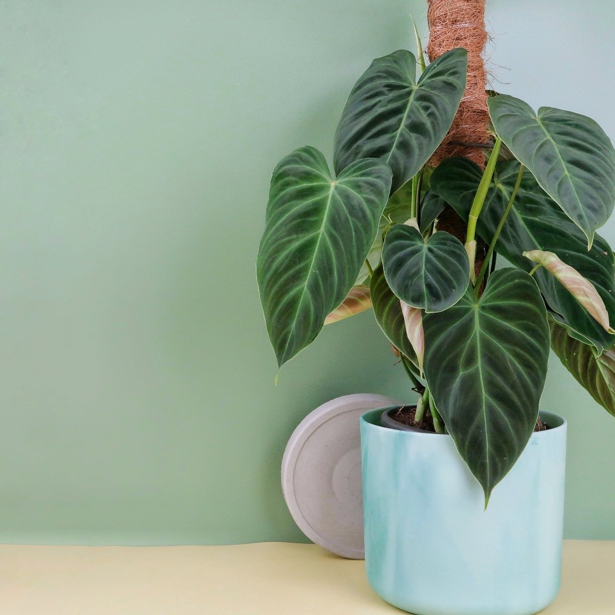 PHILODENDRON SPLENDID online bestellen bei potflourri